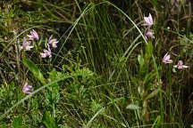 Rose Pogonia