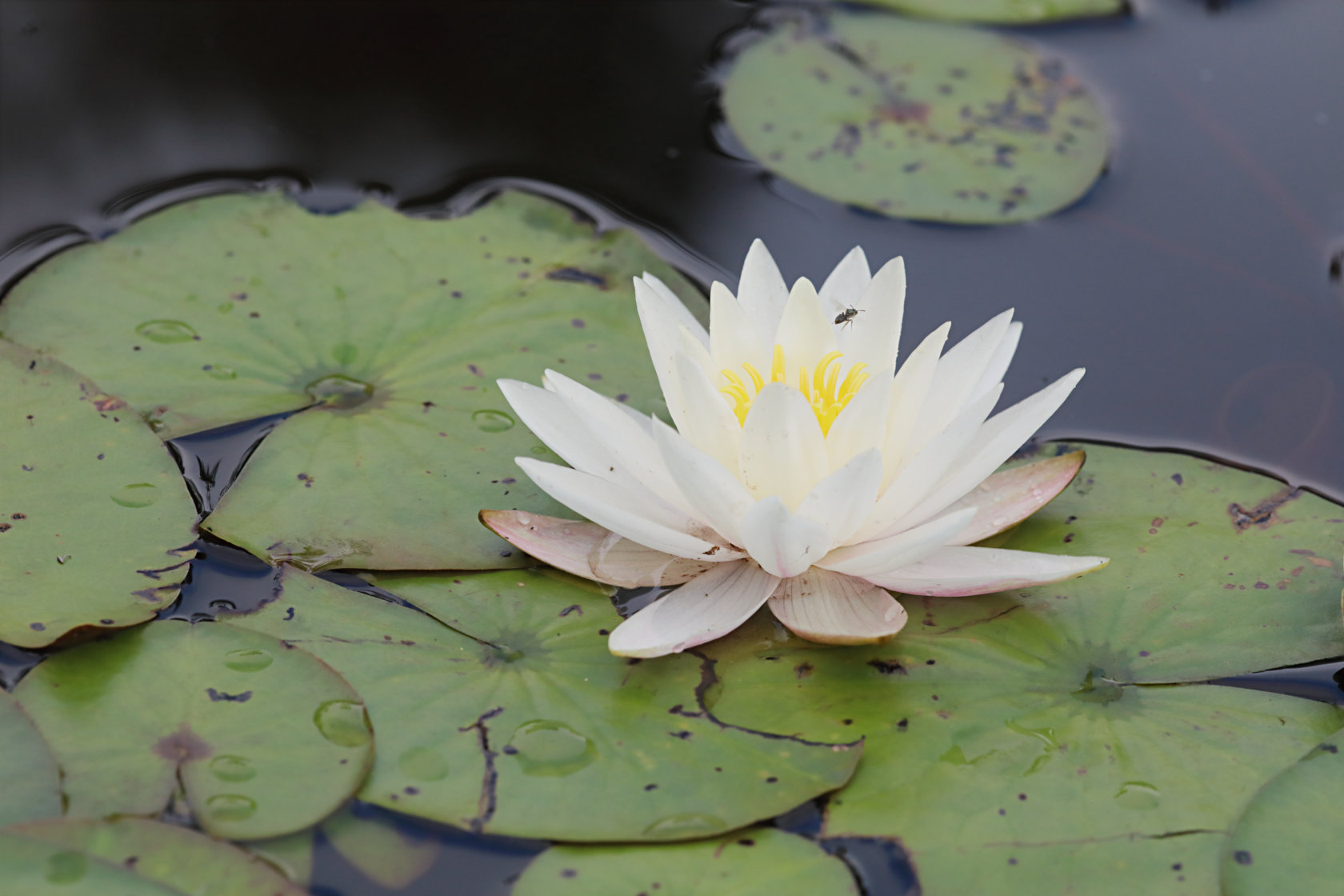 Common Water Lily