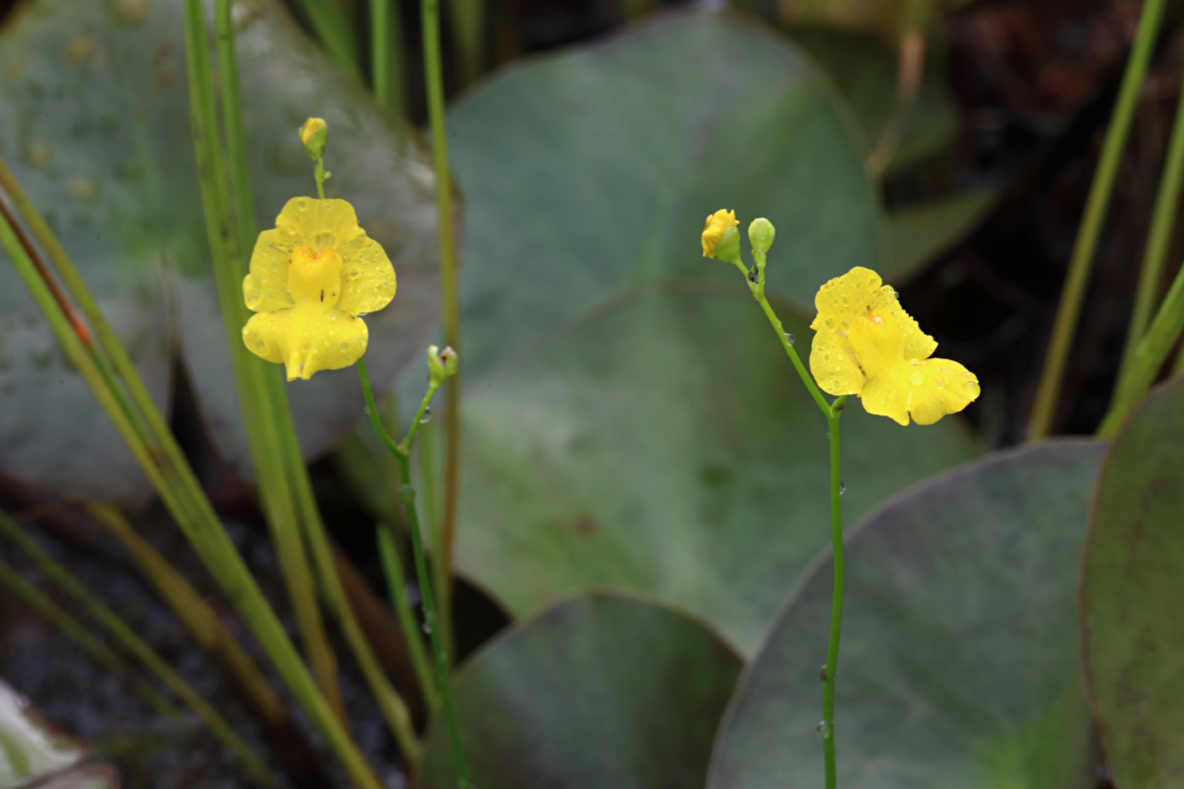 Humped Bladderwort