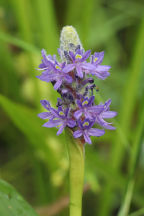 Pickerel Weed