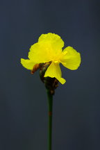 Small's Yellow-Eyed Grass