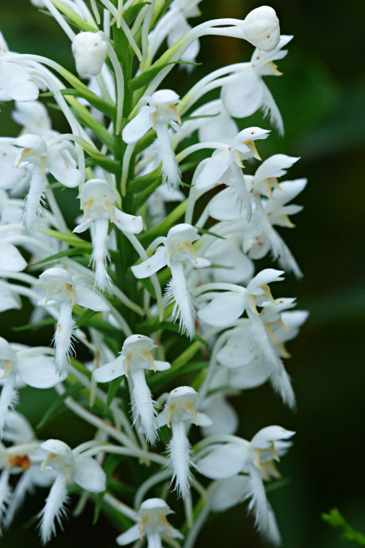 Northern White Fringed Orchis