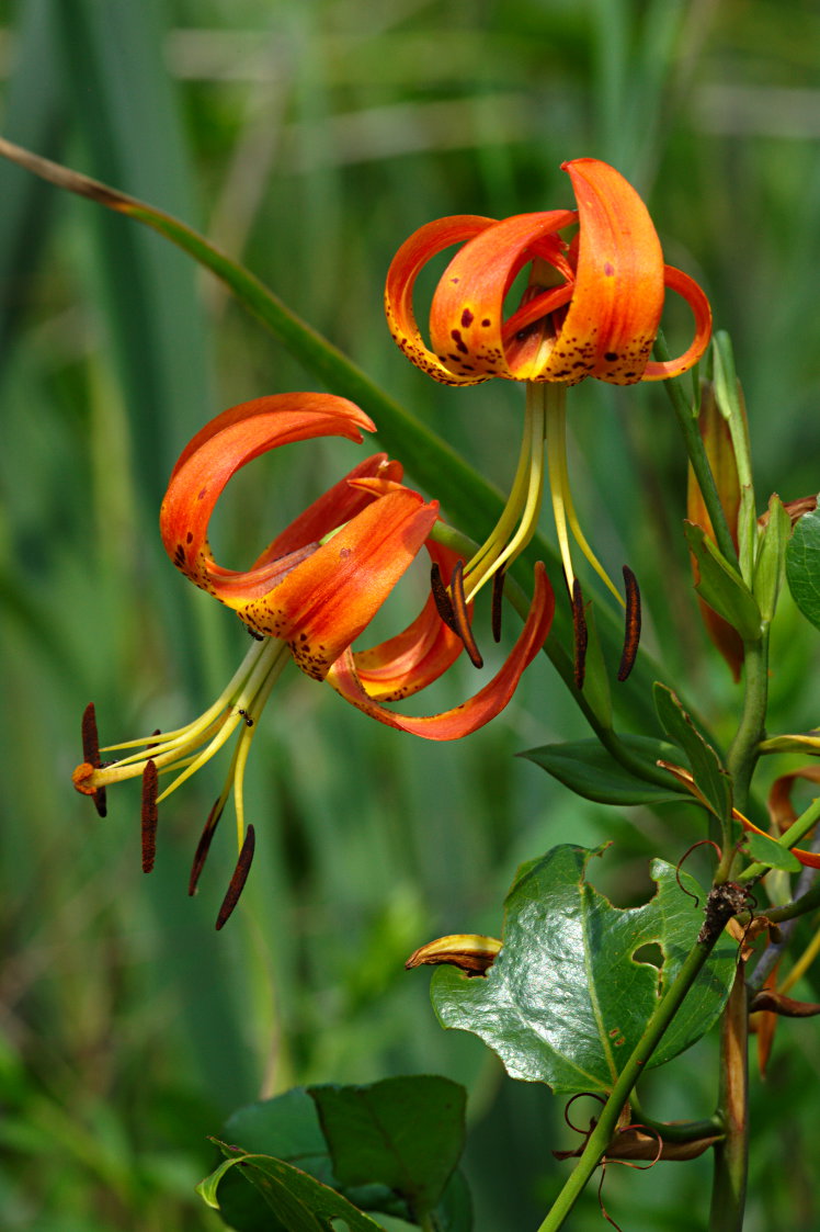 Turk's Cap Lily