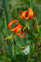 Turk's Cap Lily