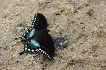 Eastern Tiger Swallowtail