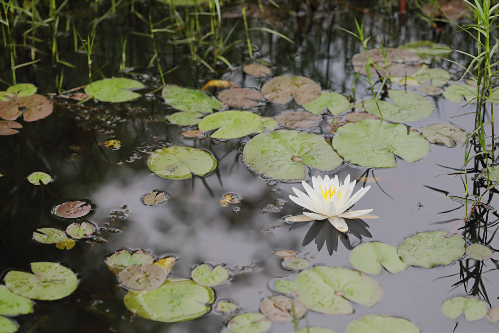 Common Water Lily