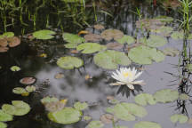 Common Water Lily