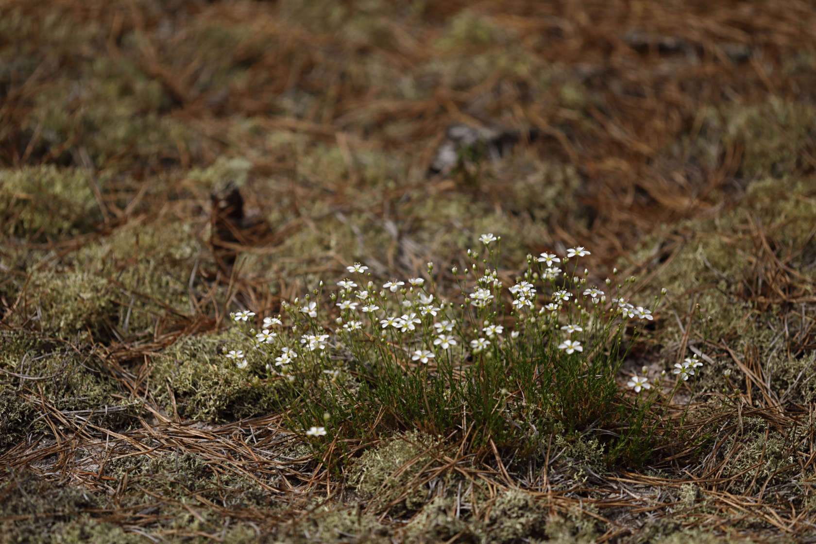 Pine Barren Sandwort