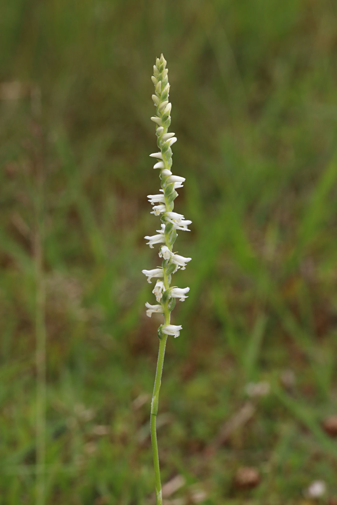 Grass-Leaved Ladies' Tresses