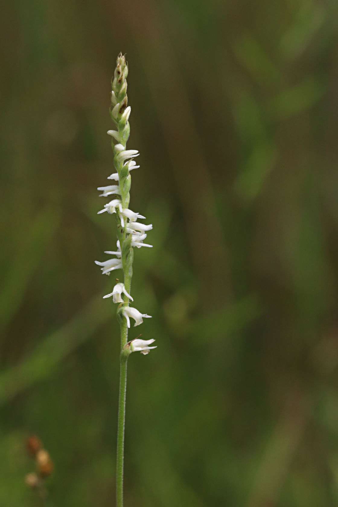 Grass-Leaved Ladies' Tresses