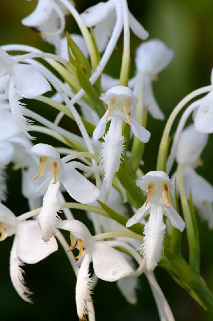 Northern White Fringed Orchis