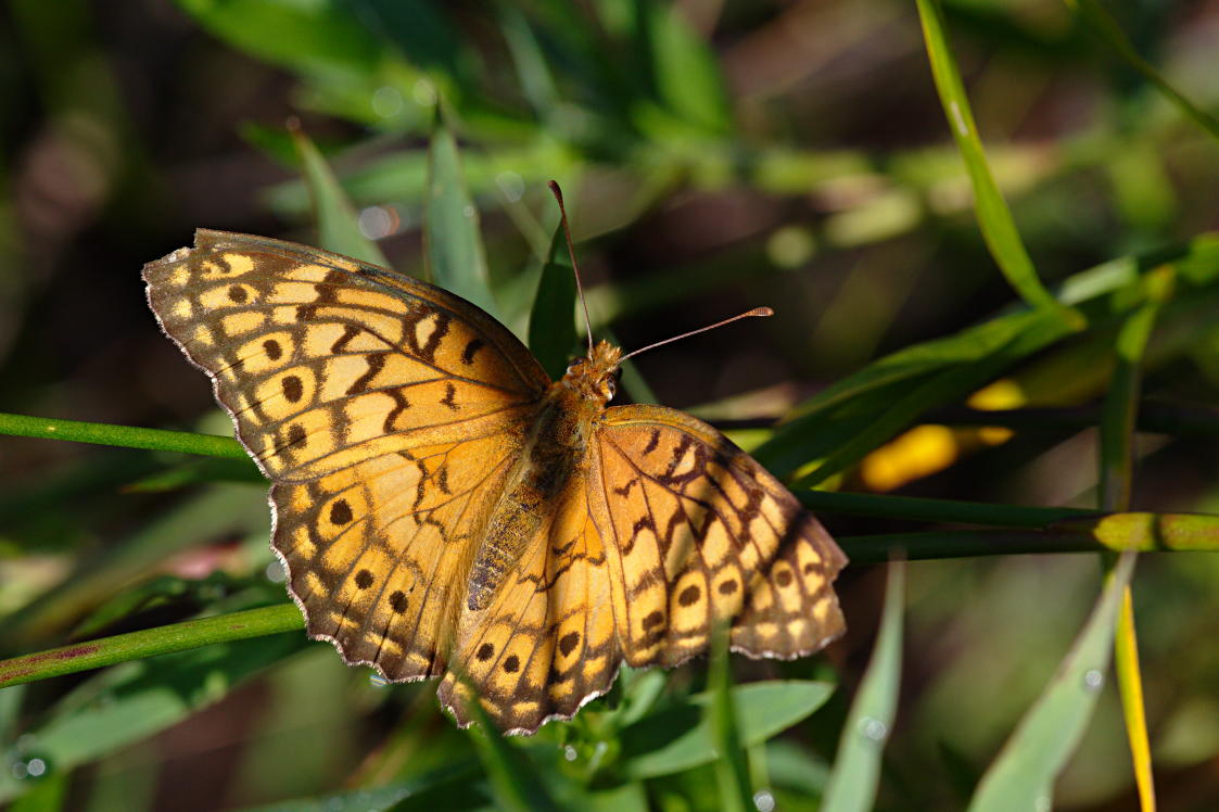 Variegated Fritillary