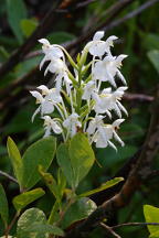 Northern White Fringed Orchis