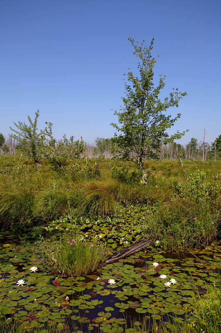 Beaver Pond