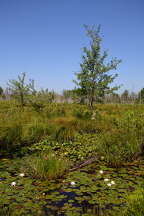 Beaver Pond