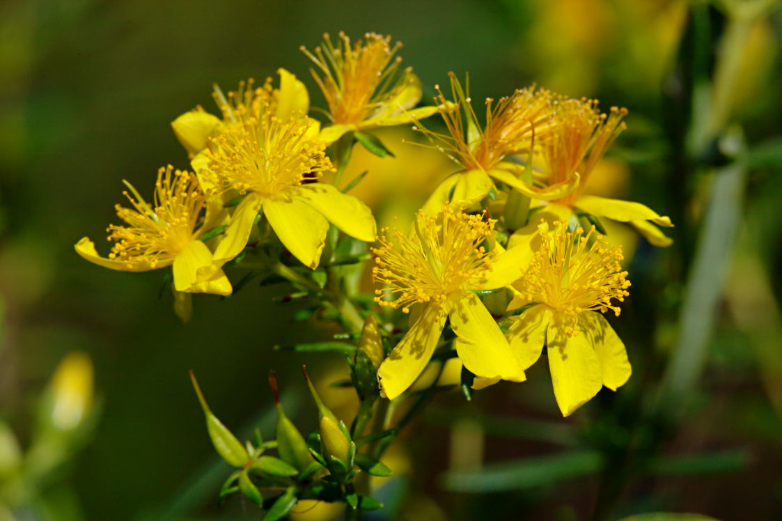 Creeping St. John's Wort