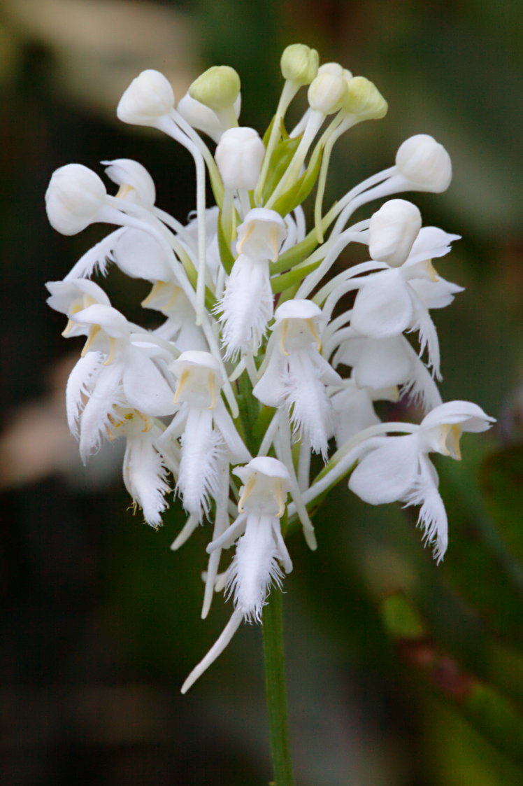 Northern White Fringed Orchis