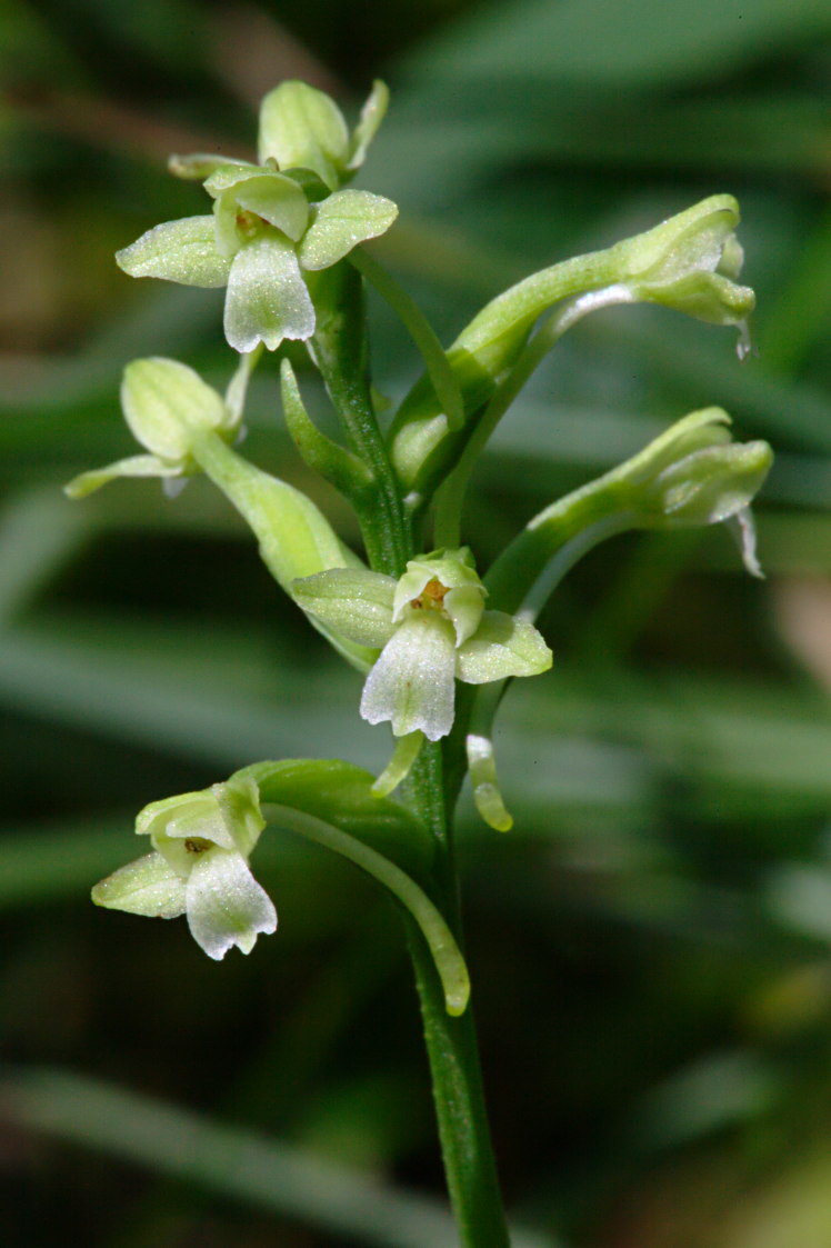 Little Club-Spur Orchis