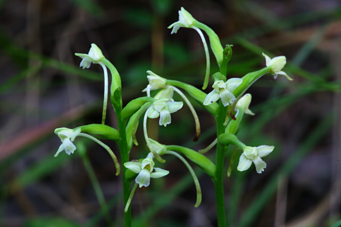 Little Club-Spur Orchis