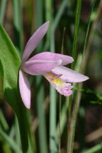 Rose Pogonia