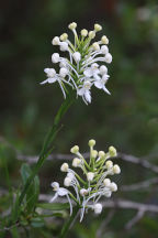 Northern White Fringed Orchid