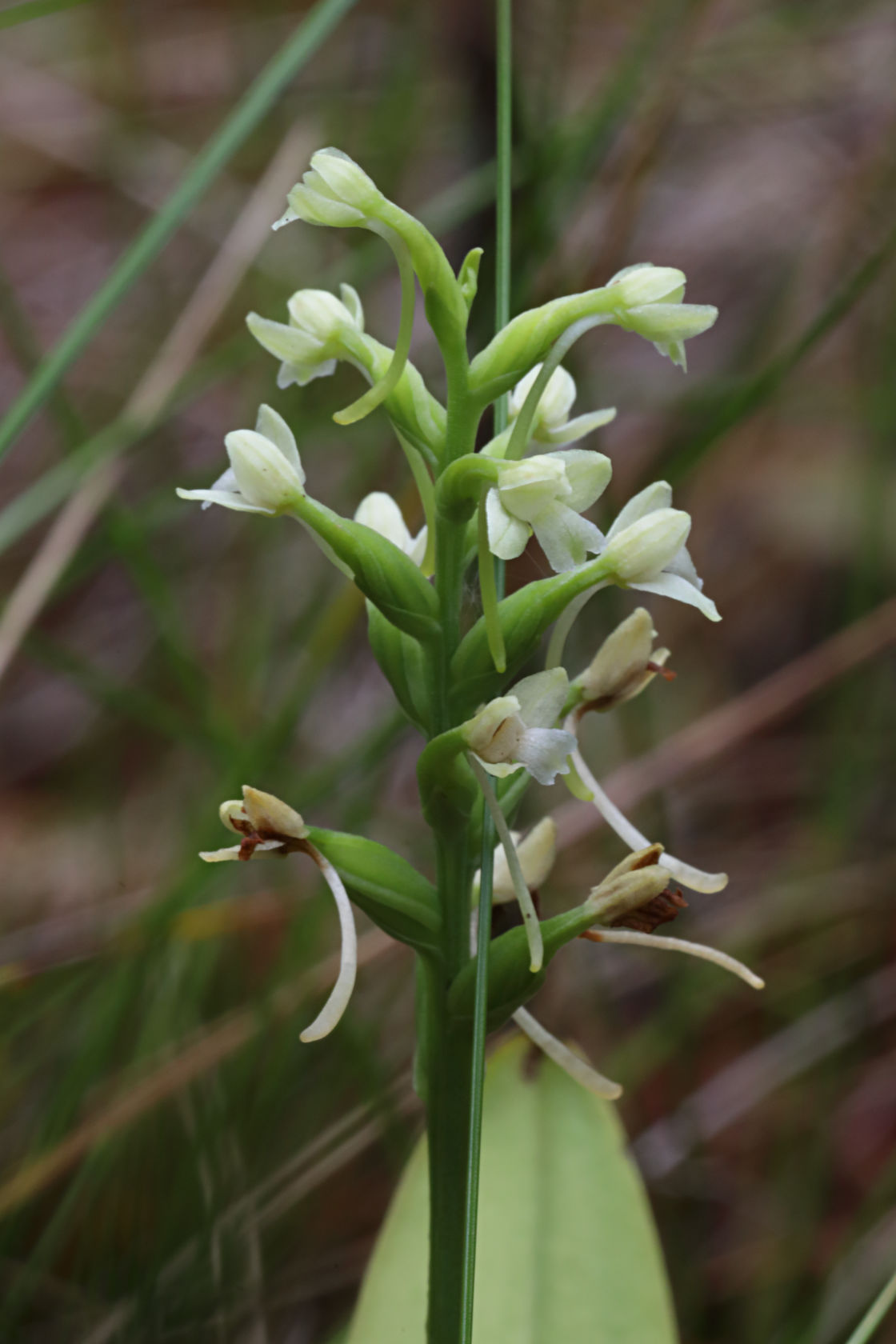 Little Club-Spur Orchid