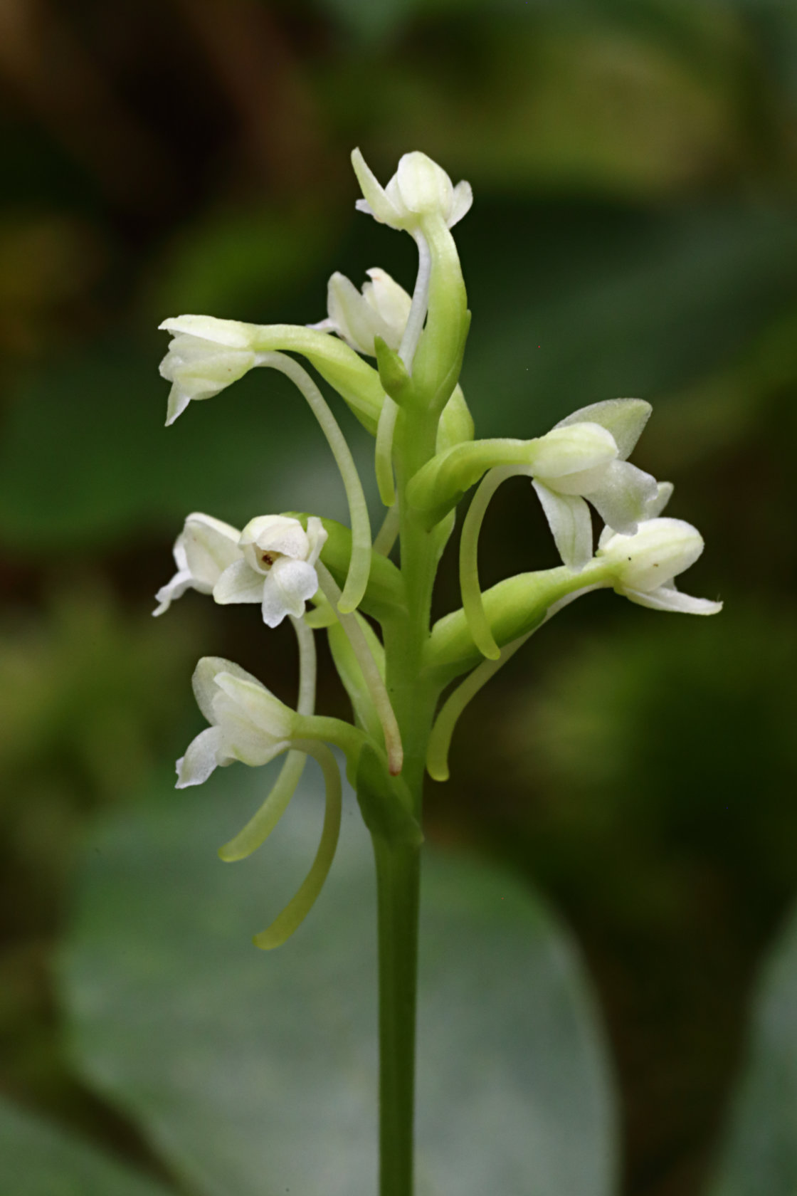 Little Club-Spur Orchid