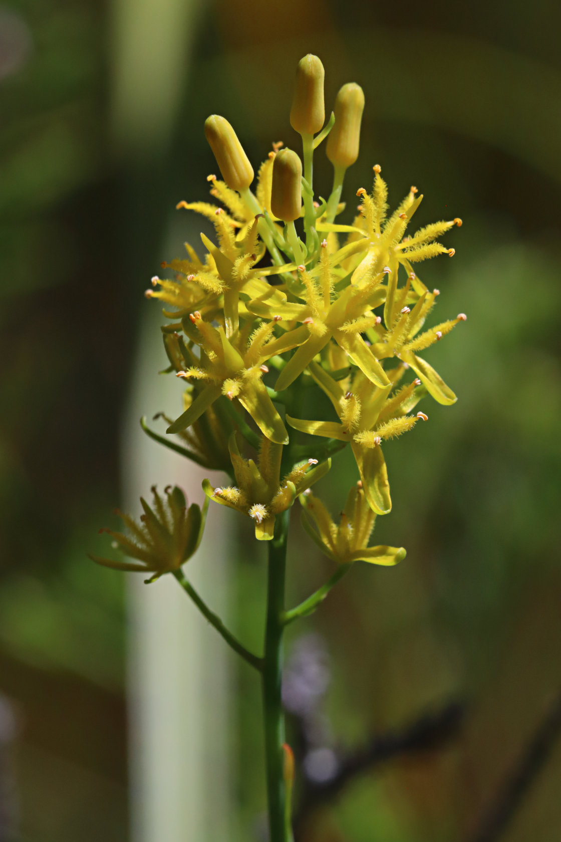 Bog Asphodel