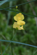 Humped Bladderwort