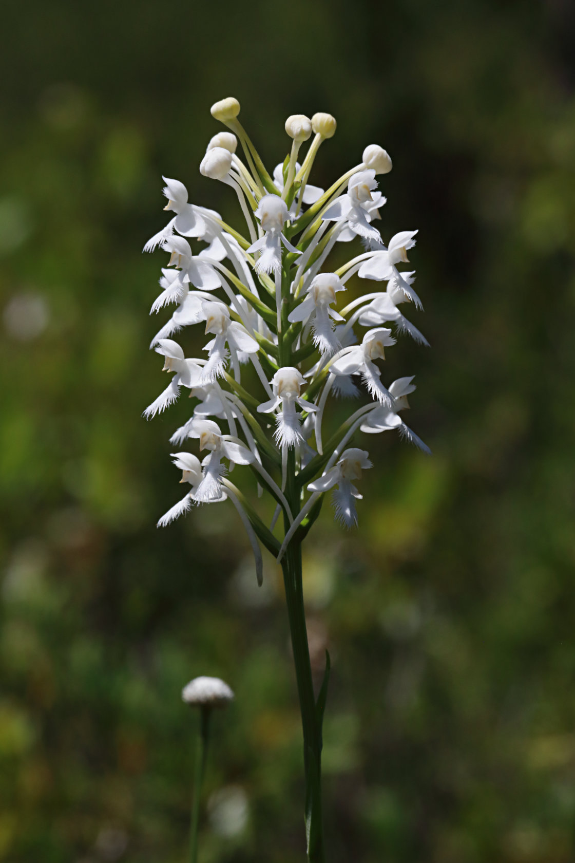 Northern White Fringed Orchid