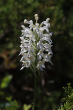 Northern White Fringed Orchid