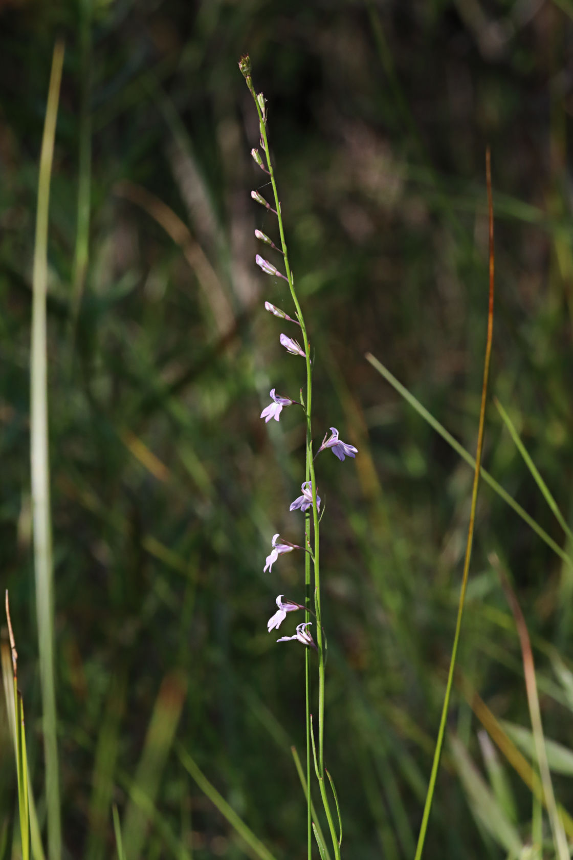 Canby's Lobelia