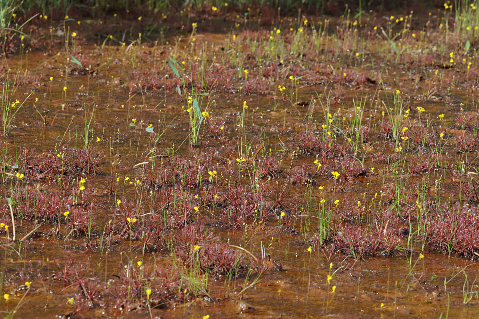 Iron Ore Bog