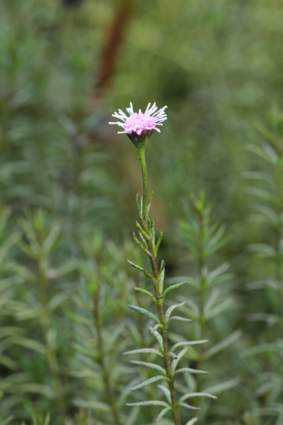 Pink Bog Button