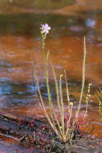 Thread-Leaved Sundew