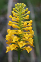 Yellow Fringeless Orchid