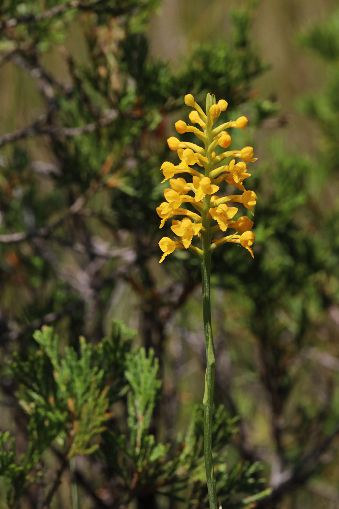 Yellow Fringeless Orchid