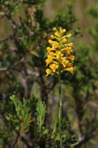 Yellow Fringeless Orchid