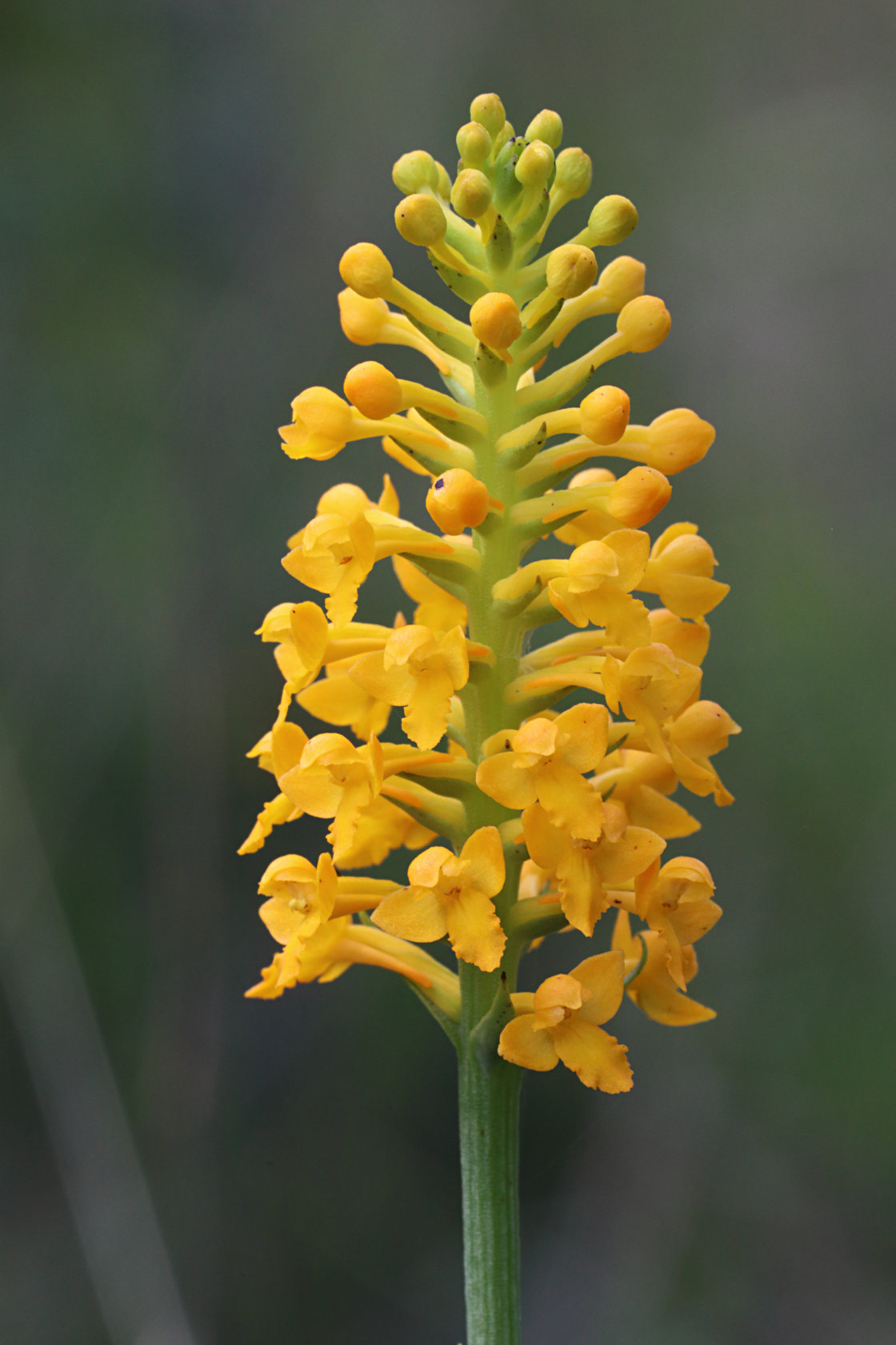 Yellow Fringeless Orchid