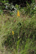 Yellow Fringeless Orchid