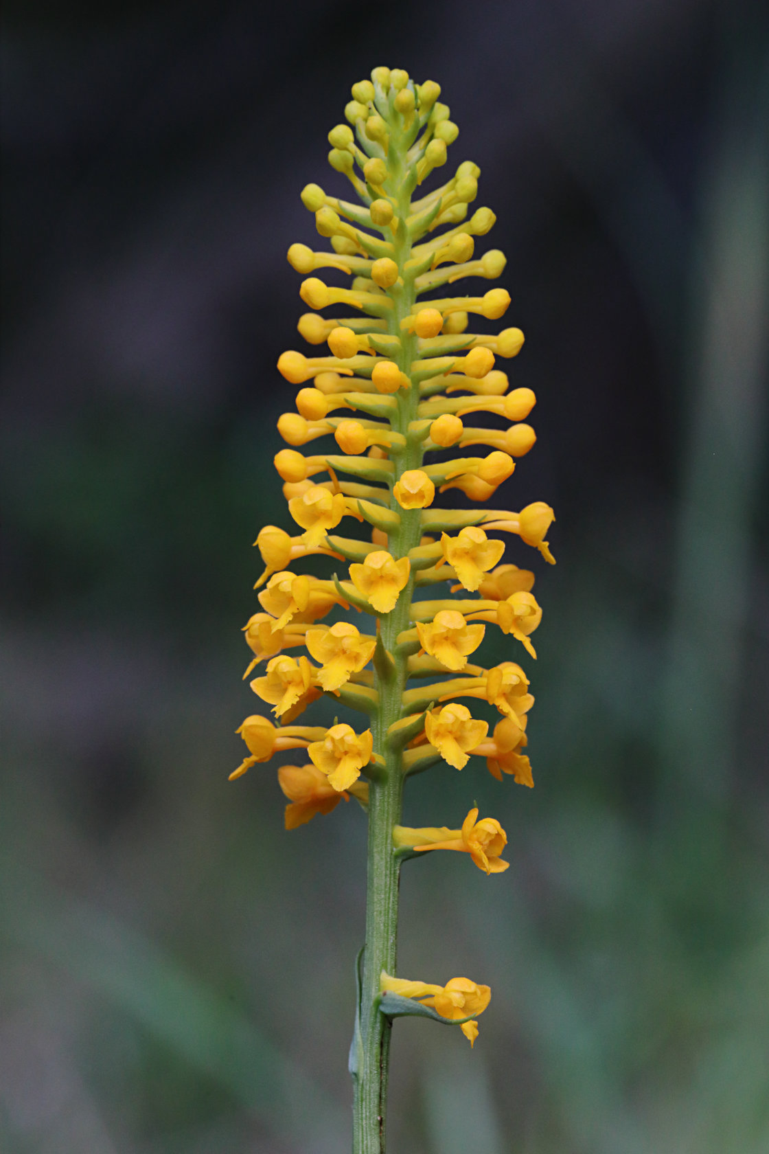 Yellow Fringeless Orchid