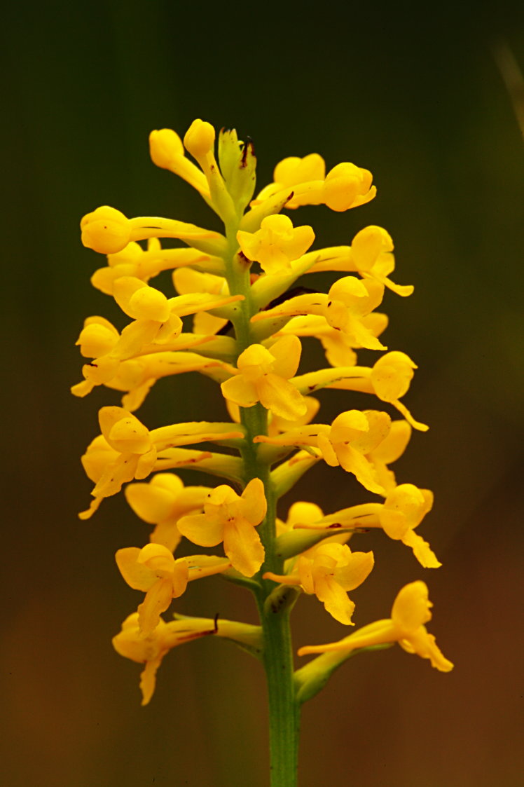 Yellow Fringeless Orchis