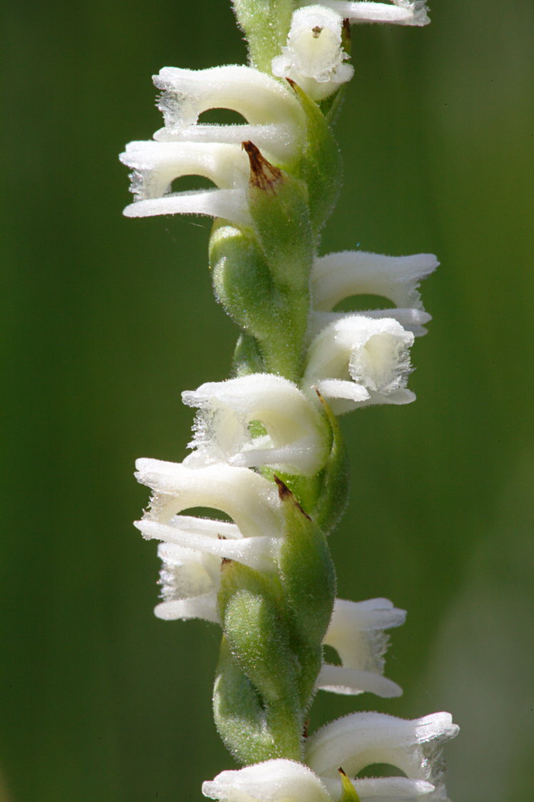 Lace-Lipped Ladies' Tresses