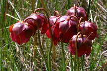 Purple Pitcher Plant