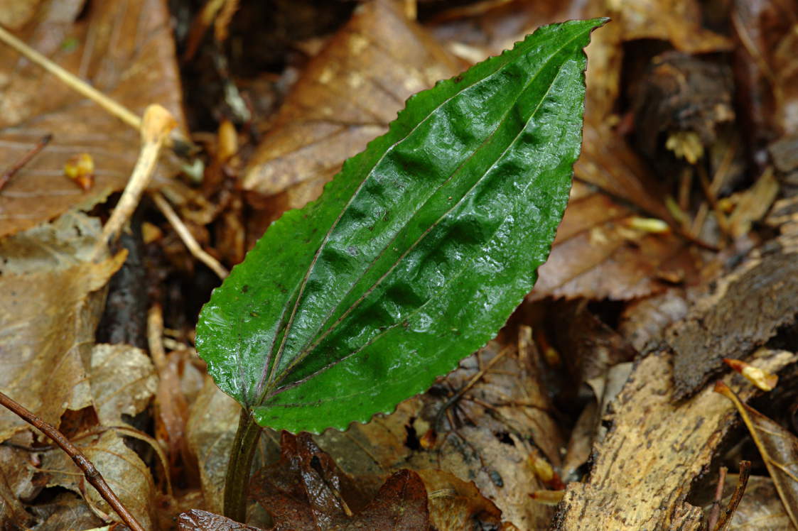 Cranefly Orchis