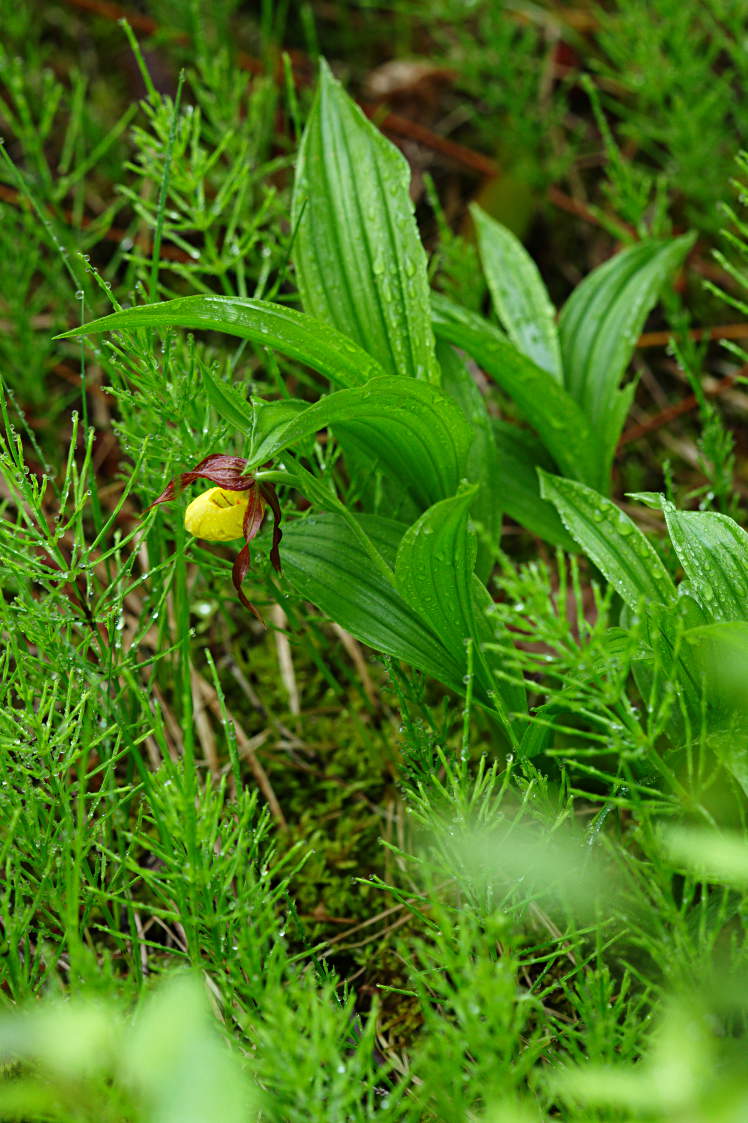 Northern Small Yellow Lady's Slipper