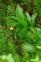 Northern Small Yellow Lady's Slipper