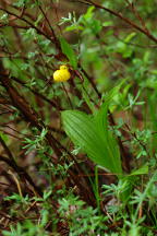 Northern Small Yellow Lady's Slipper