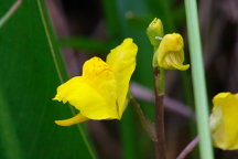 Common Bladderwort