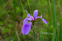 Northern Blue Iris